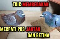 Burung Merpati Kipas Jantan Dan Betina